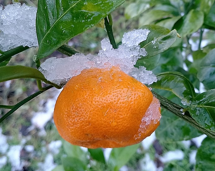 Fruit gel�, fendu �droite, de Satsuma �Okitsu� (froid bref de -8 �C). 
